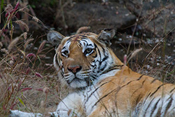 tadoba